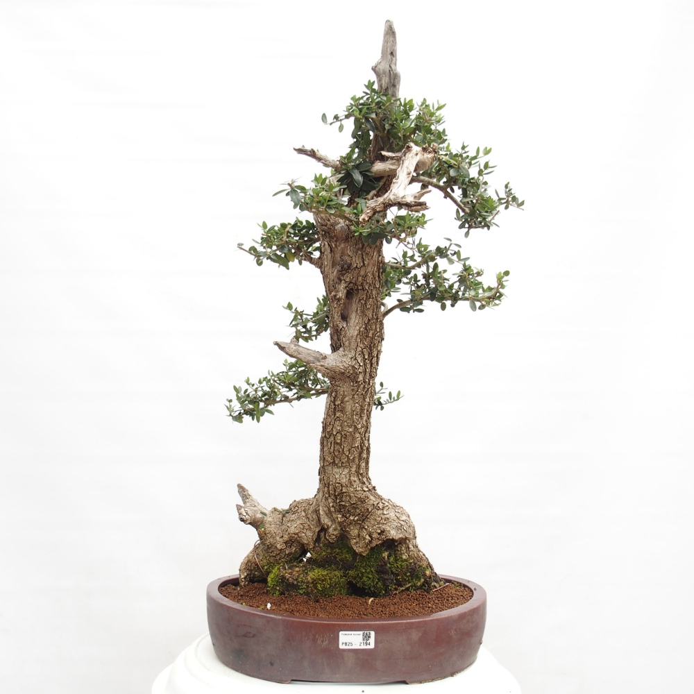 Kryte bonsai - Olea europaea sylvestris - Europejska oliwa z małych liści