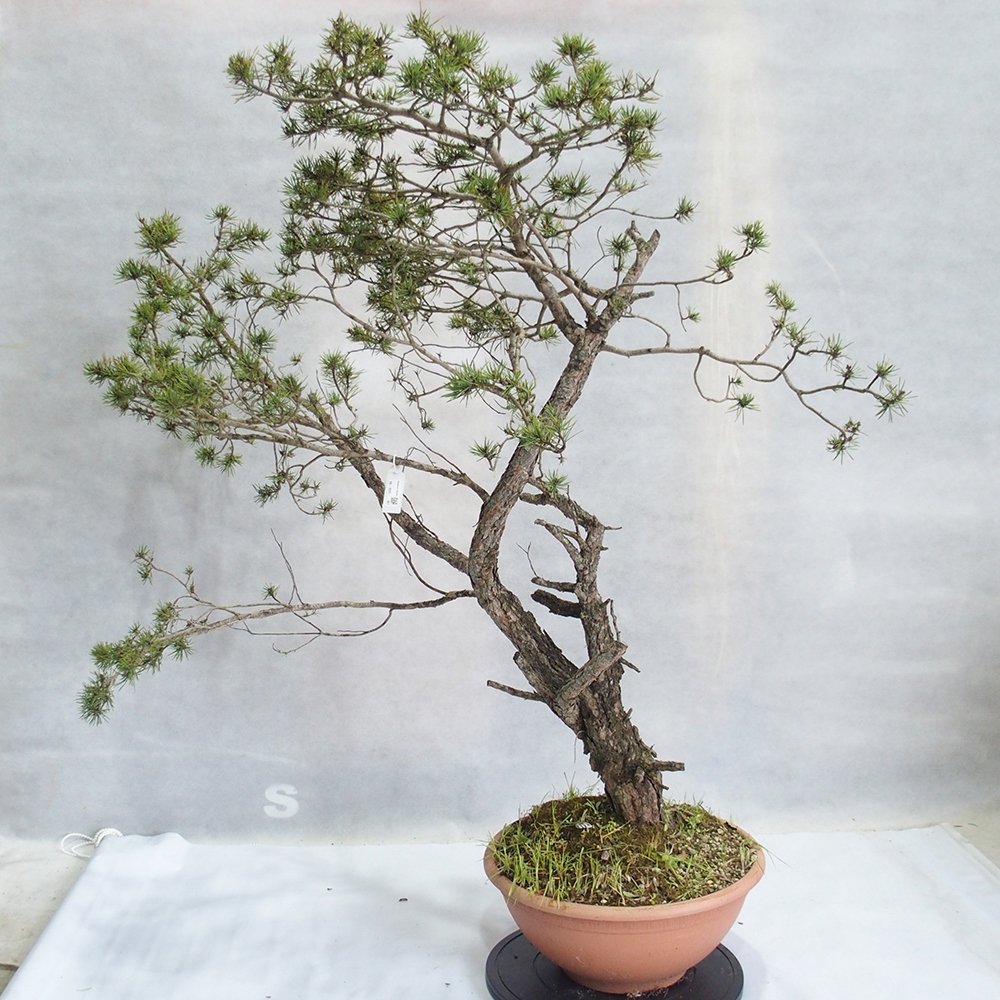 Yamadori - Pinus sylvestris 