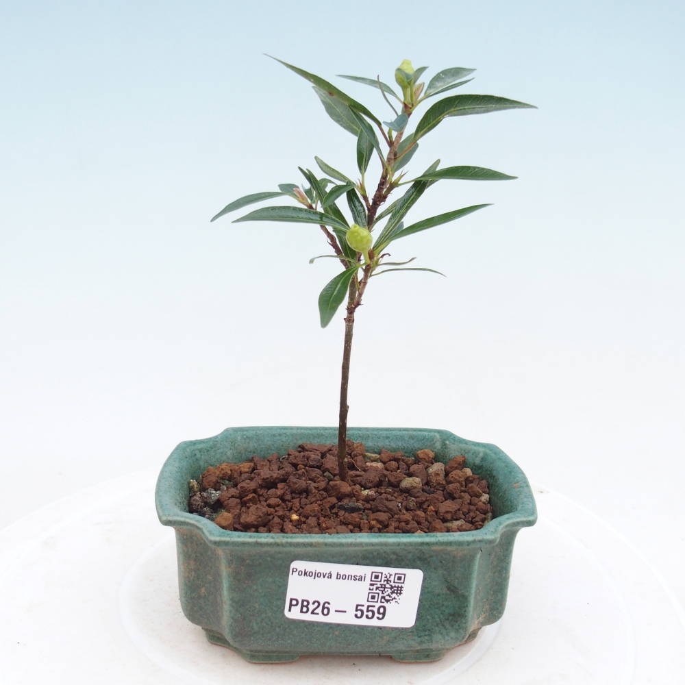 Pokój bonsai - Ficus nerifolia - figowiec drobnolistny
