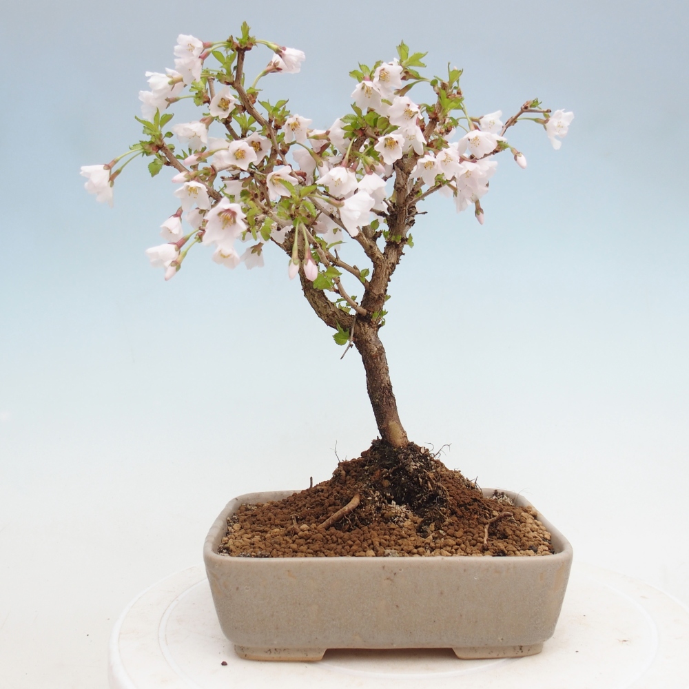 Outdoor bonsai - Prunus incisa Kojou-no mai-Plivon wycięty