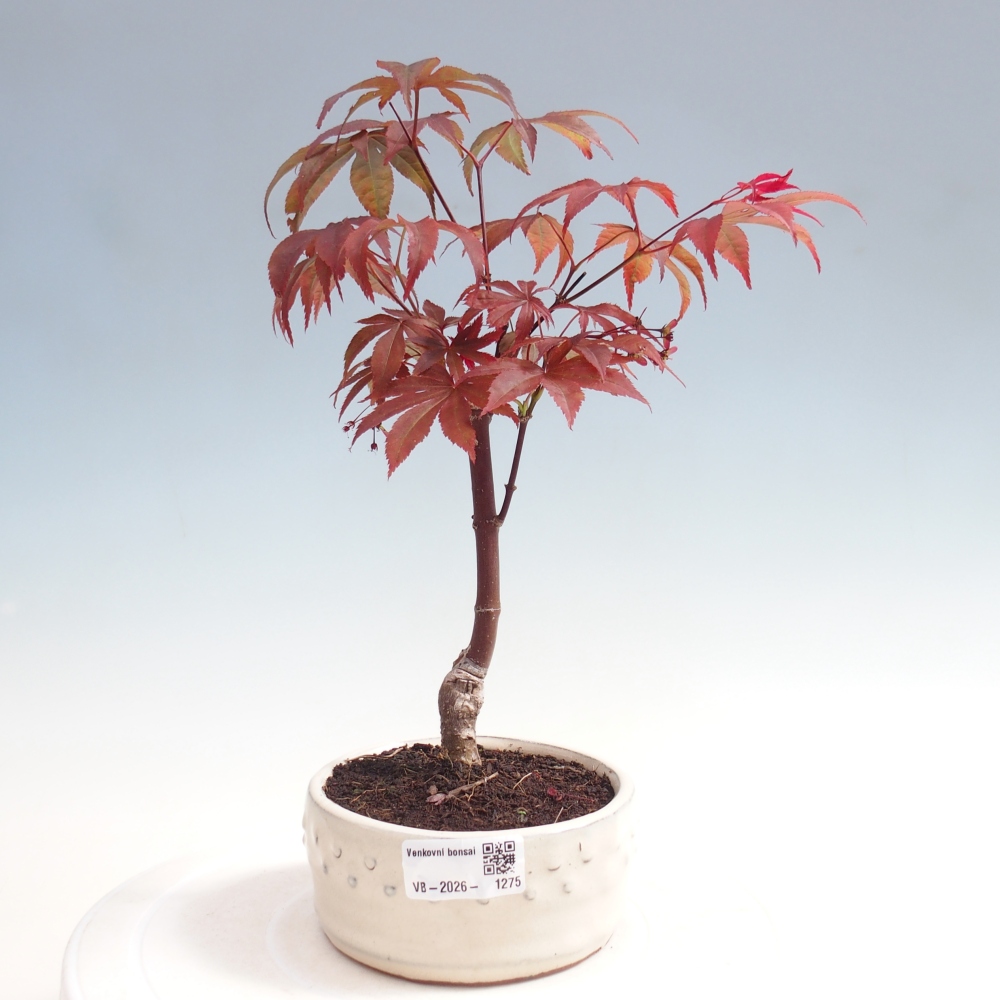 Bonsai na zewnątrz - Palma Acer. Atropurpureum-Javor palmate