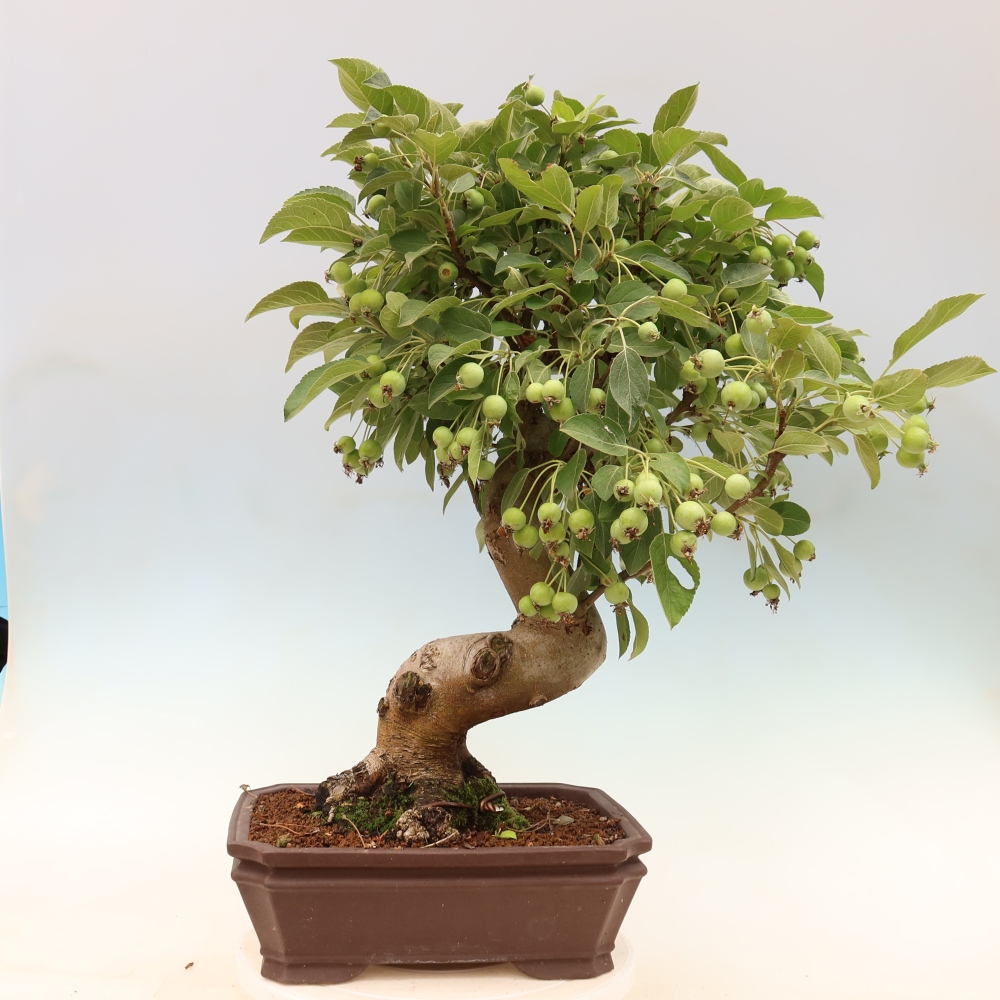 Outdoor bonsai - Malus halliana - Jabłoń drobnoowocowa