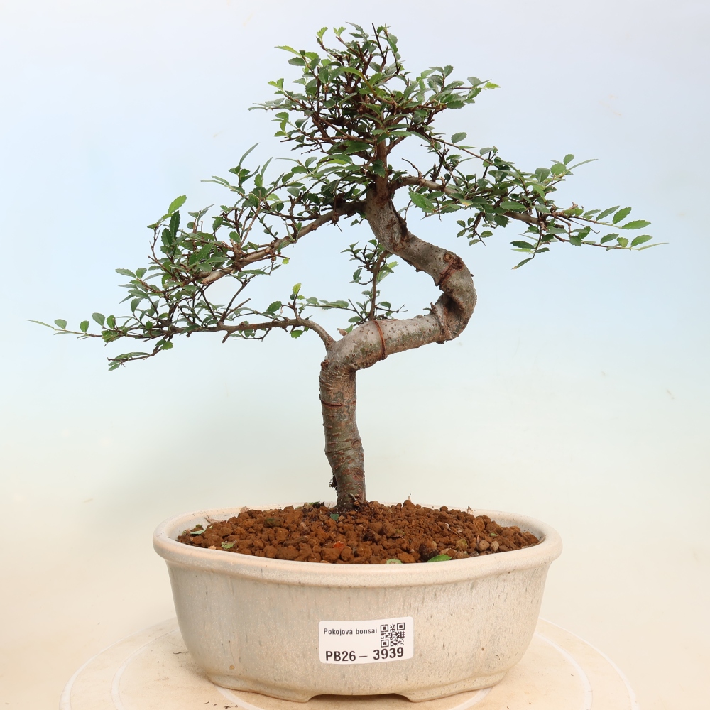Pokój bonsai - Ulmus parvifolia - Wiąz drobnolistny