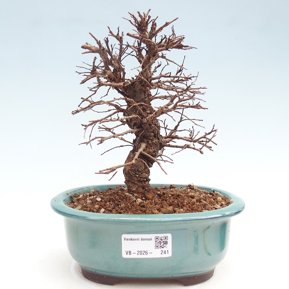 Bonsai zewnętrzne - Zelkova - Zelkova NIRE