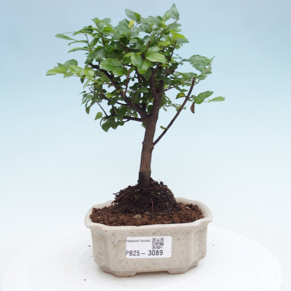 Kryty bonsai - Sagerécie thea - Sagerécie thea