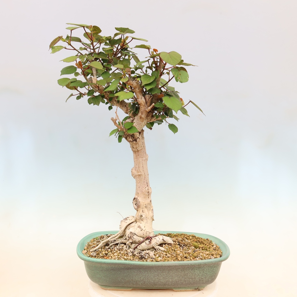 Bonsai domowe - Hibiscus tiliaceus - Hibiskus morski