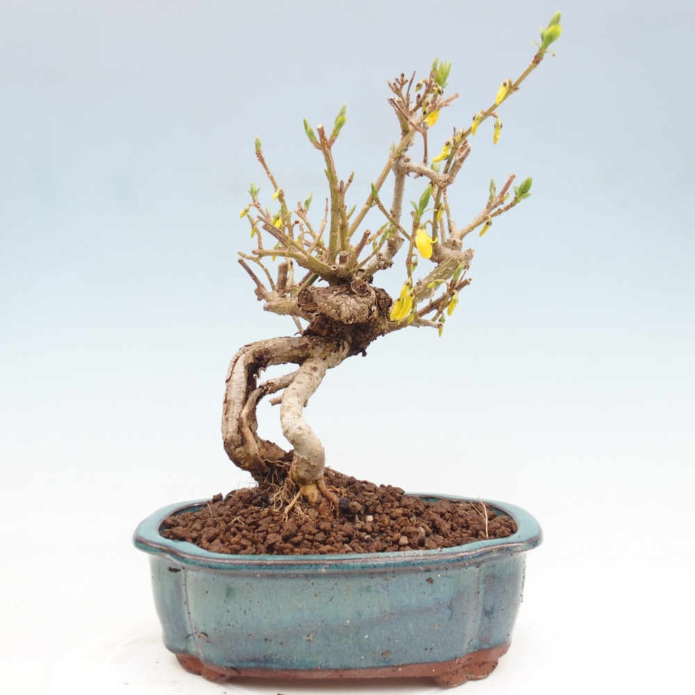 Outdoor bonsai - Zlatice - Forsycja koreańska