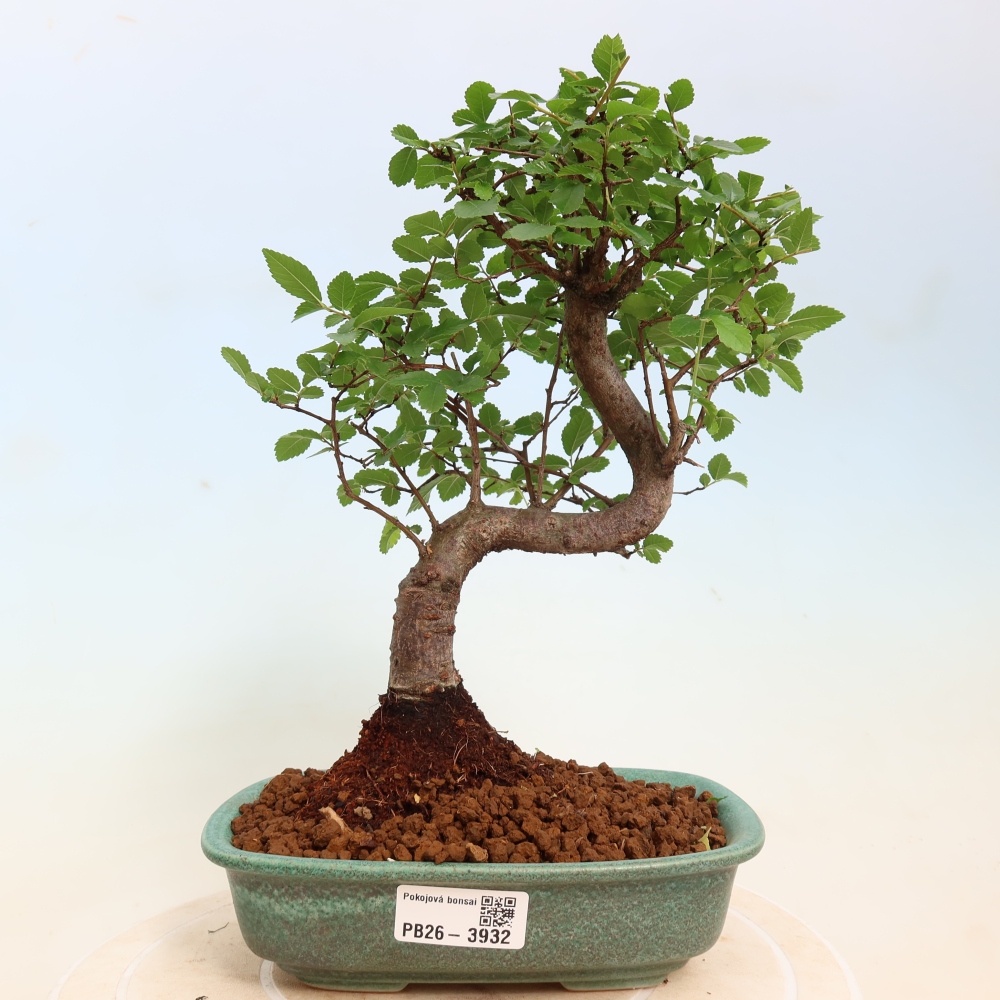 Pokój bonsai - Ulmus parvifolia - Wiąz drobnolistny