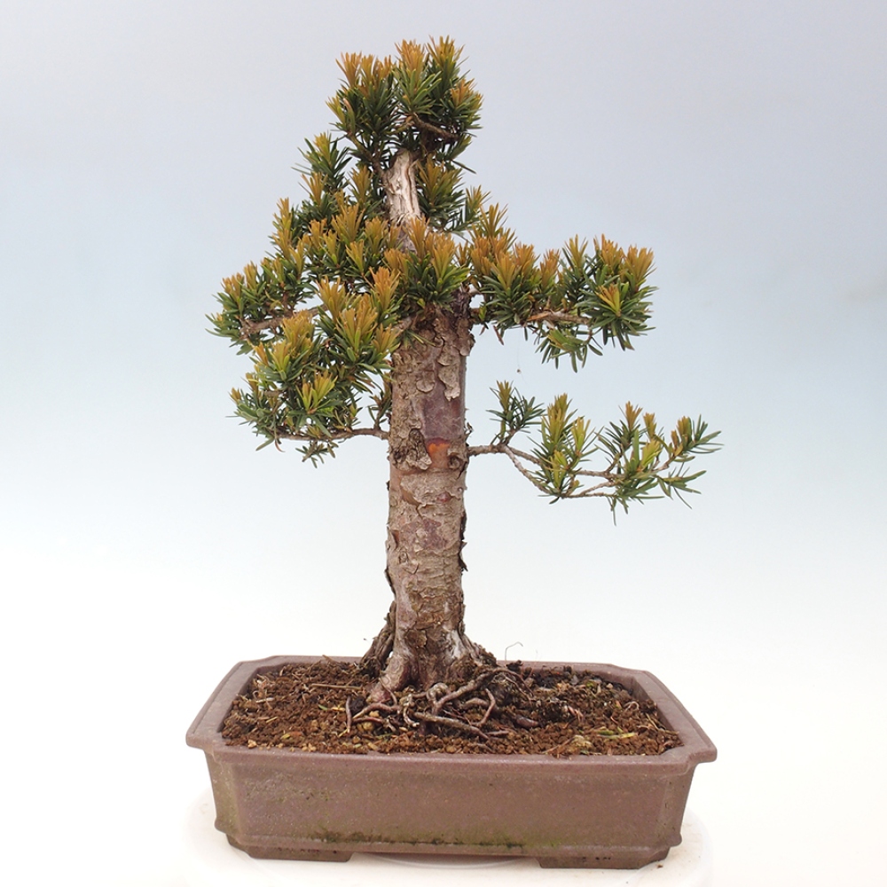 Bonsai na zewnątrz - Taxus cuspidata - cis japoński