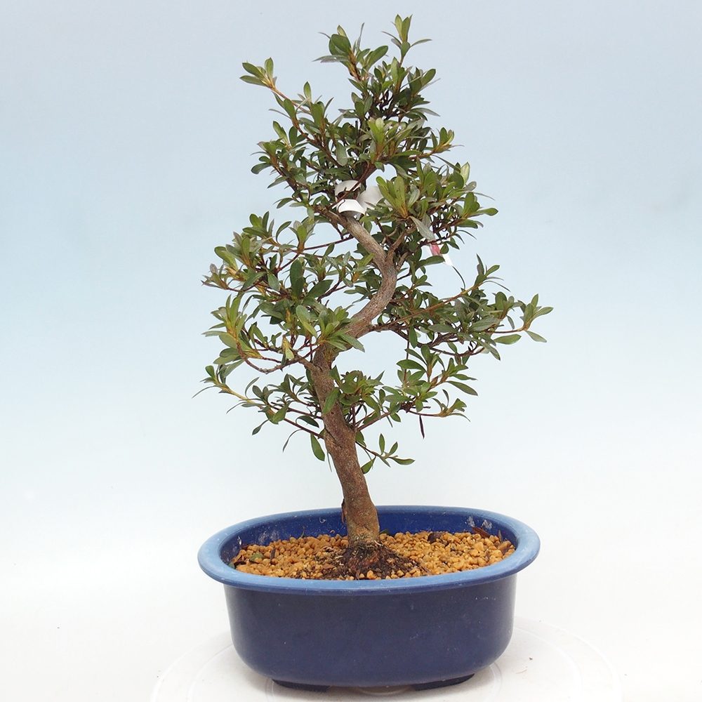 Bonsai zewnętrzne - Azalia japońska - Azalia Beniko