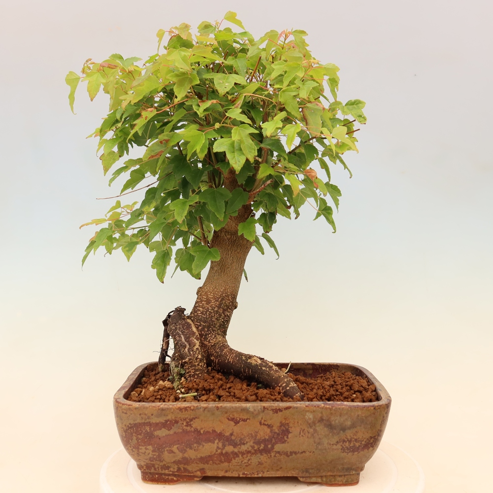 Outdoor bonsai - Klon burgeryjski - Acer burgerianum