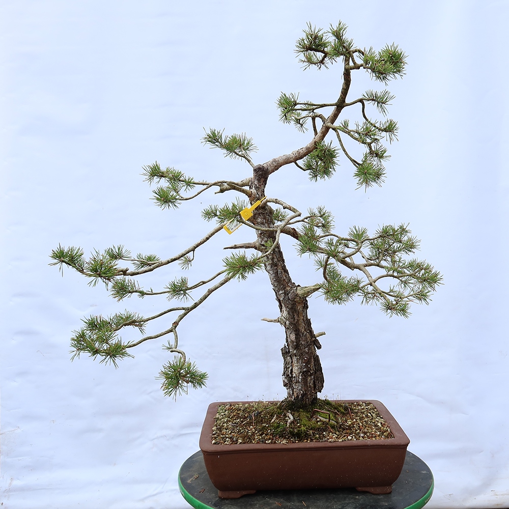 Pinus sylvestris Hiszpania – sosna zwyczajna