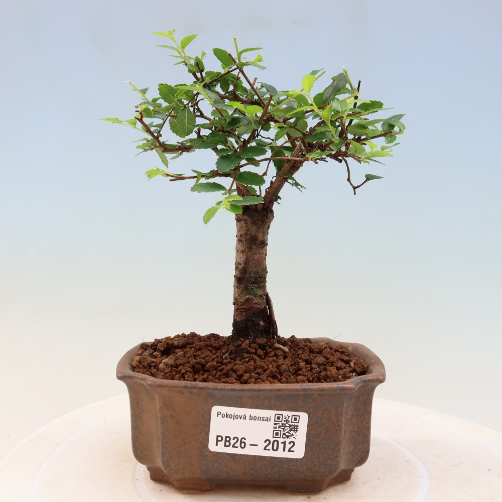 Pokój bonsai - Ulmus parvifolia - Wiąz drobnolistny