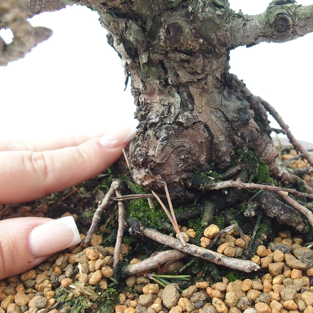 Outdoor bonsai - Pinus thunbergii Kotobuki - Sosna Thunberga