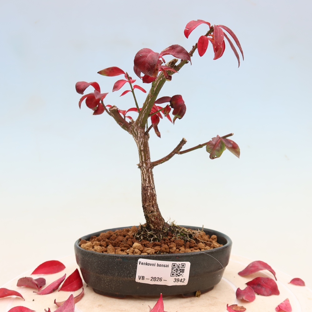 Bonsai ogrodowe – Euonymus alatus comactus – skrzydlaty