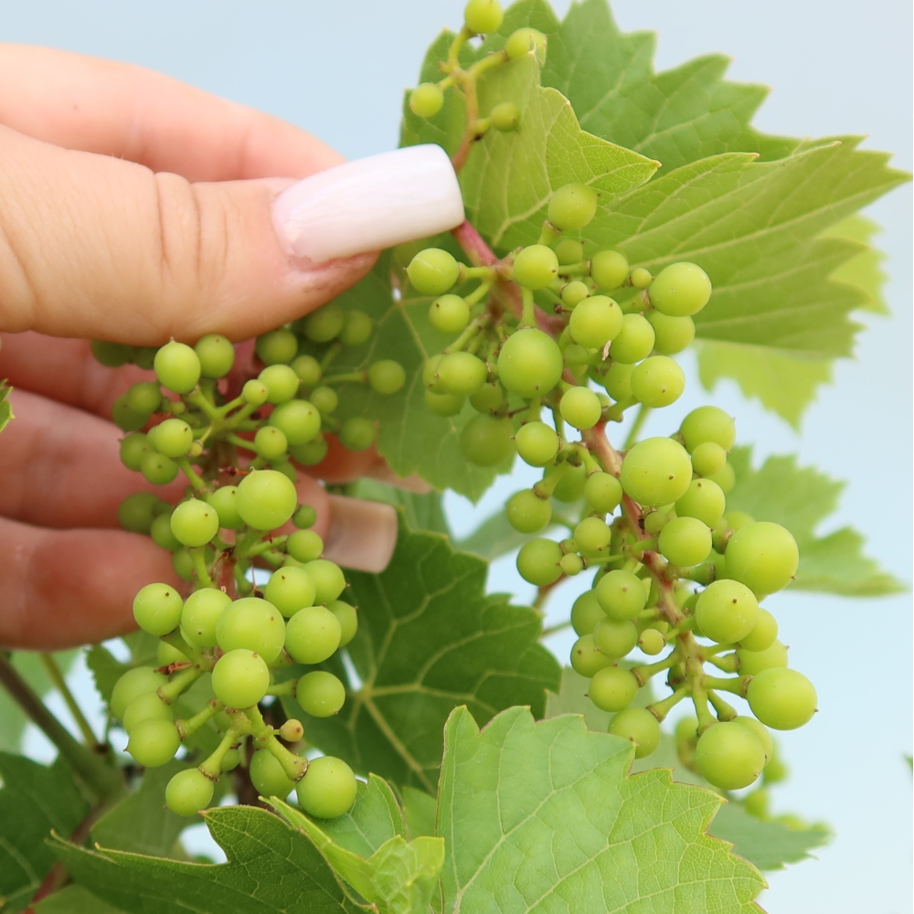 Bonsai ogrodowe – Winorośl – Vitis vinifera 