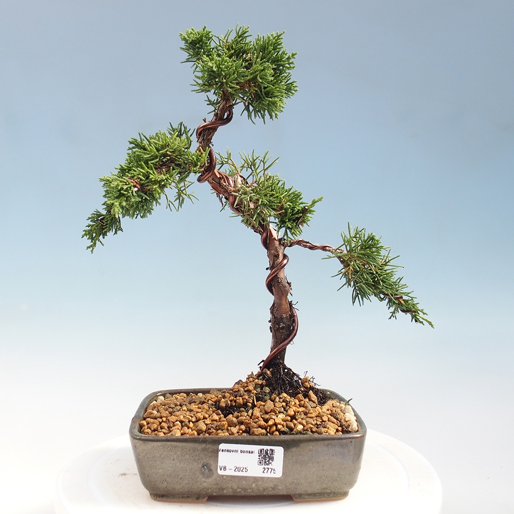 Bonsai zewnętrzne - Juniperus chinensis Kishu - Jałowiec chiński