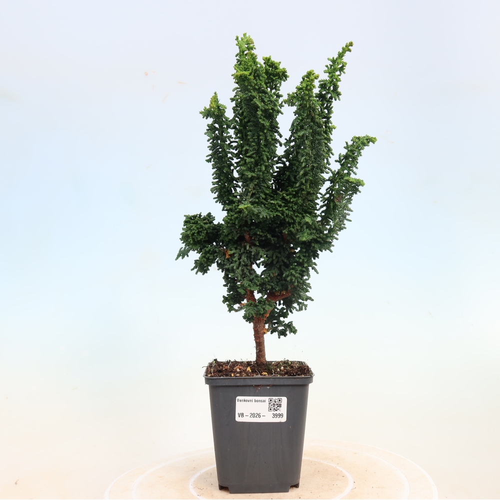 Bonsai zewnętrzne - Cham. obtusa SEKKA HINOKI - Cyprys