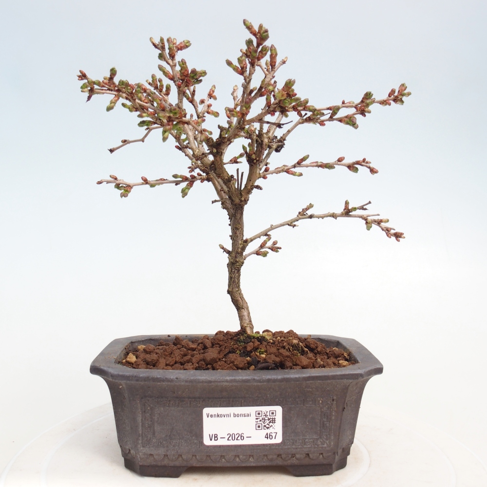 Outdoor bonsai - Prunus incisa Kojou-no mai-Plivon wycięty