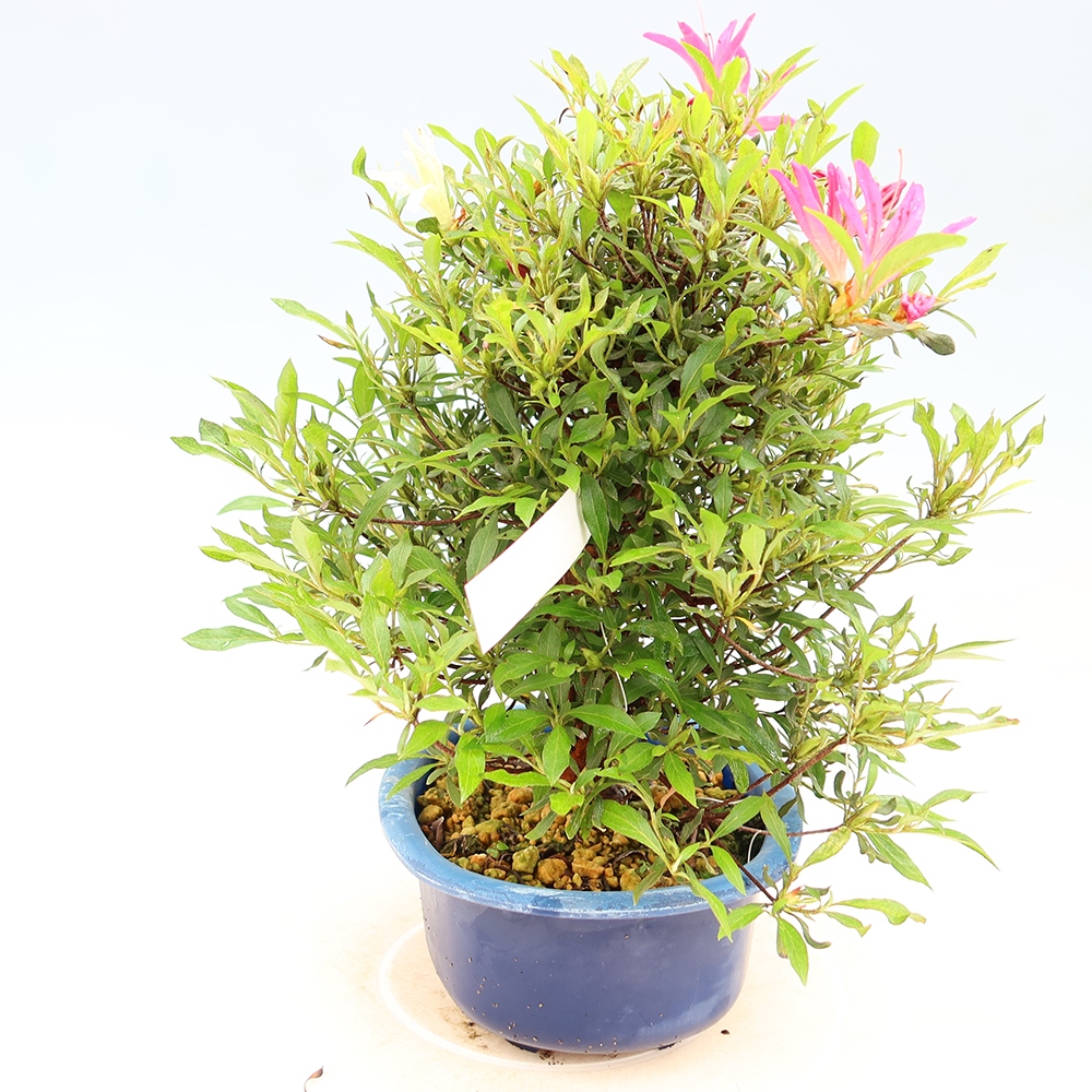 Bonsai zewnętrzne - Azalia japońska - Azalea Ryusen