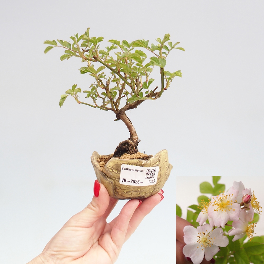 Outdoor bonsai - Rosa sp. - róża drobnokwiatowa