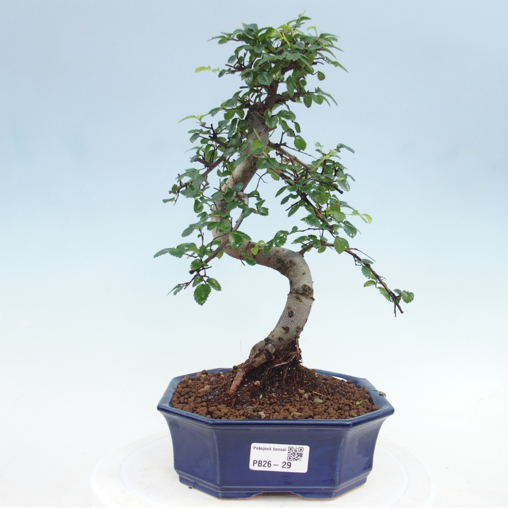 Pokój bonsai - Ulmus parvifolia - Wiąz drobnolistny