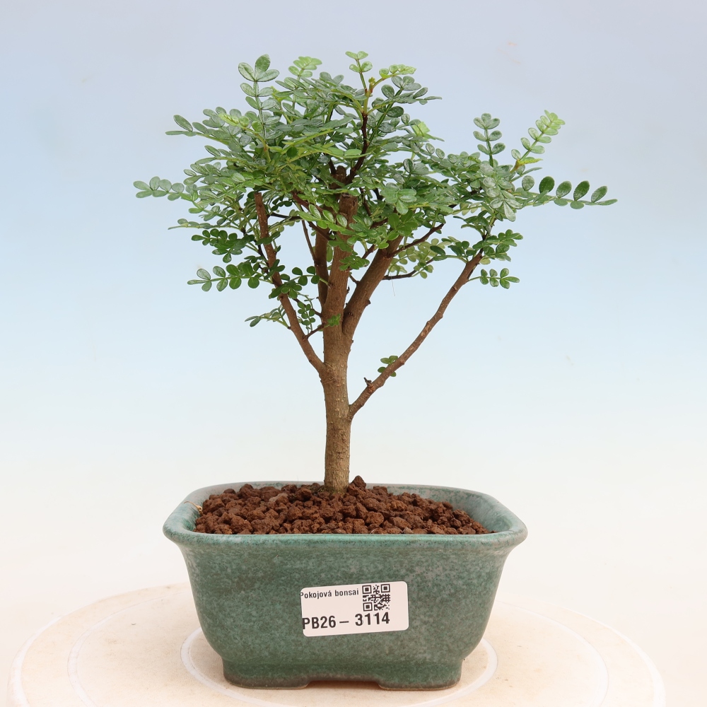 Pokój bonsai - Zantoxylum piperitum - drzewo pieprzowe