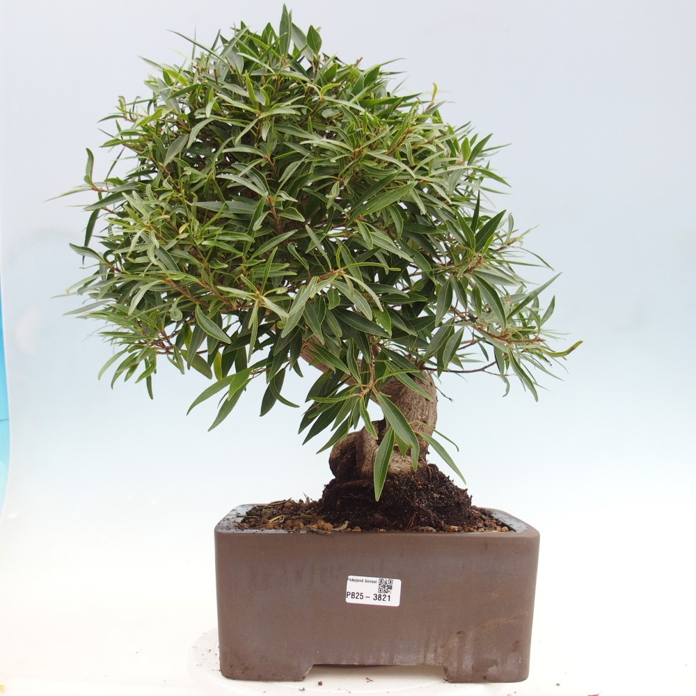 Pokój bonsai - Ficus nerifolia - figowiec drobnolistny