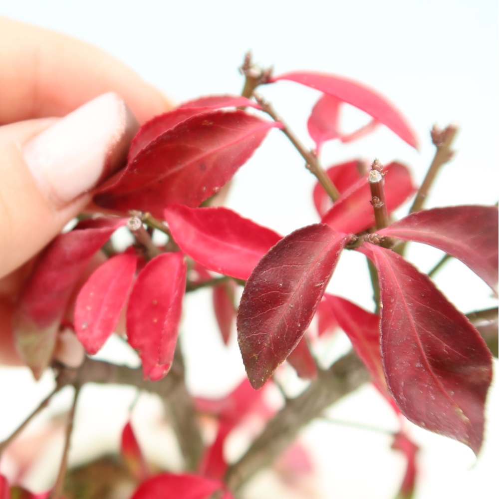 Bonsai ogrodowe – Euonymus alatus comactus – skrzydlaty