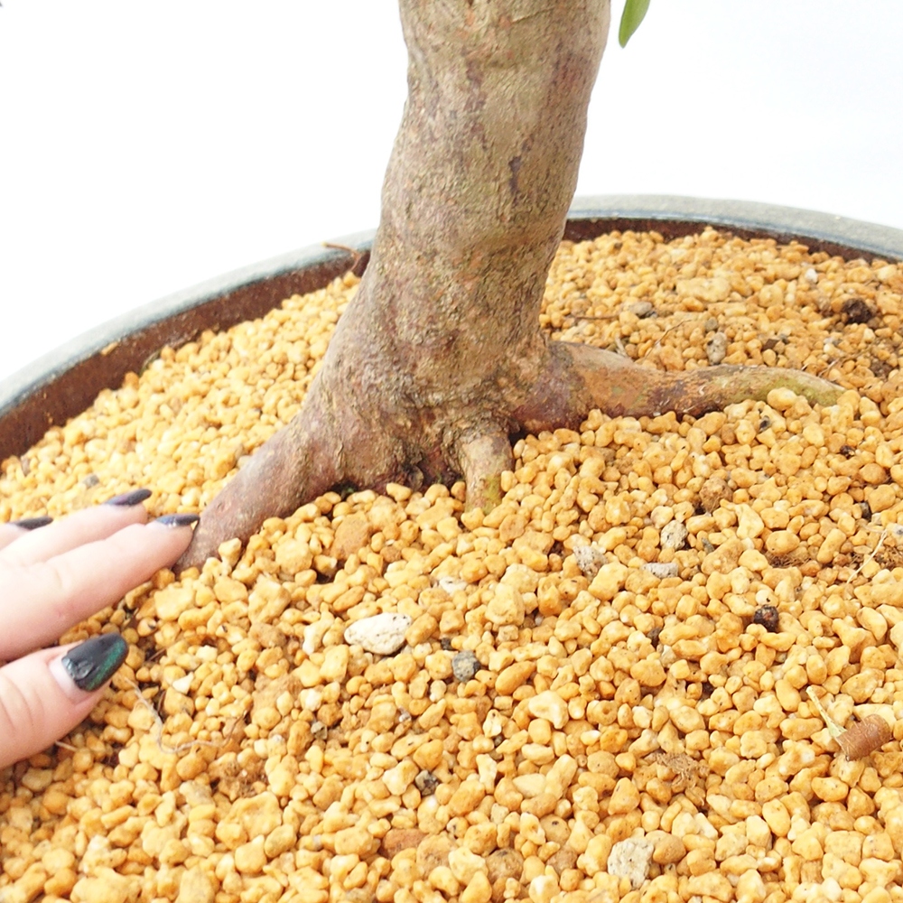 Bonsai zewnętrzne - Azalia japońska - Azalia Hand