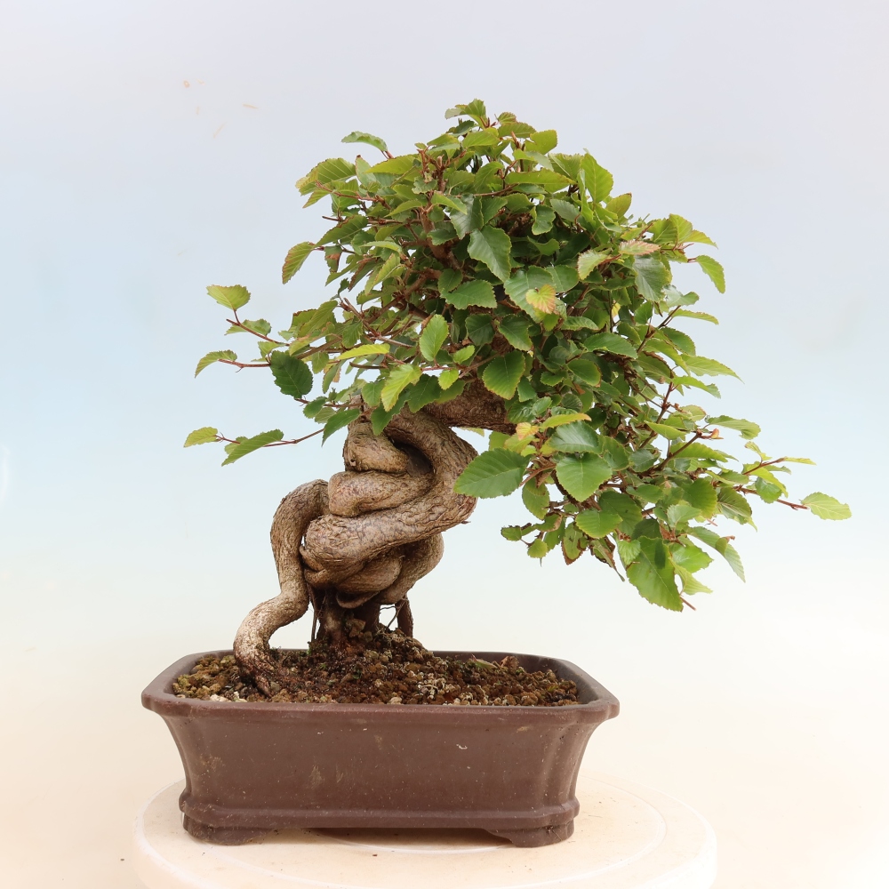 Outdoor bonsai - Carpinus CARPINOIDES - grab koreański