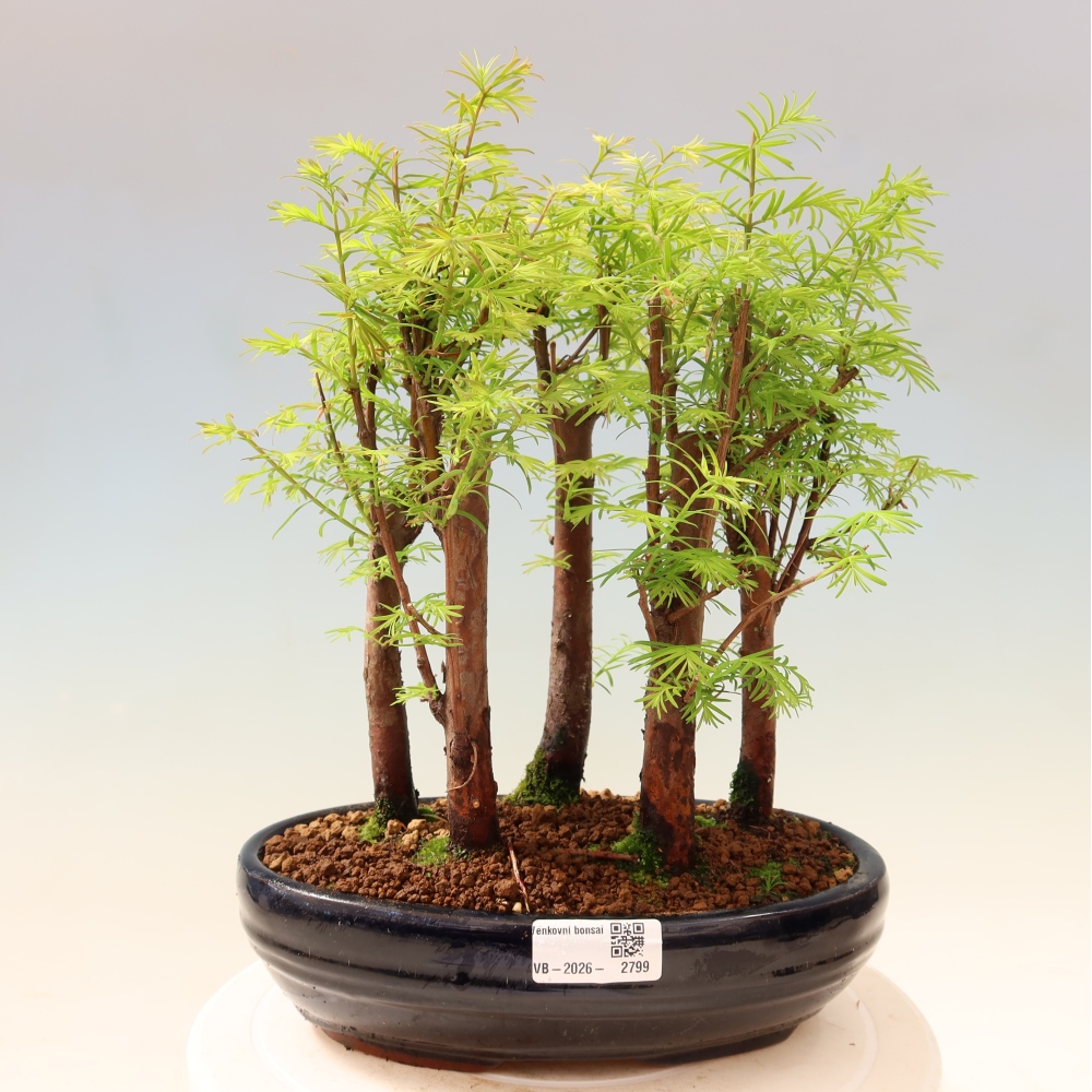 Bonsai ogrodowe – Metasequoia glyptostroboides – metasekwoja chińska – zagajnik