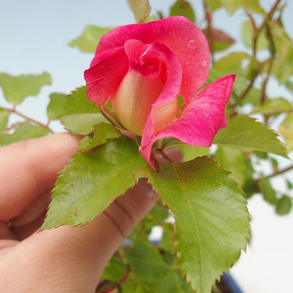 Bonsai na zewnątrz - Rosa Kordes - róża 