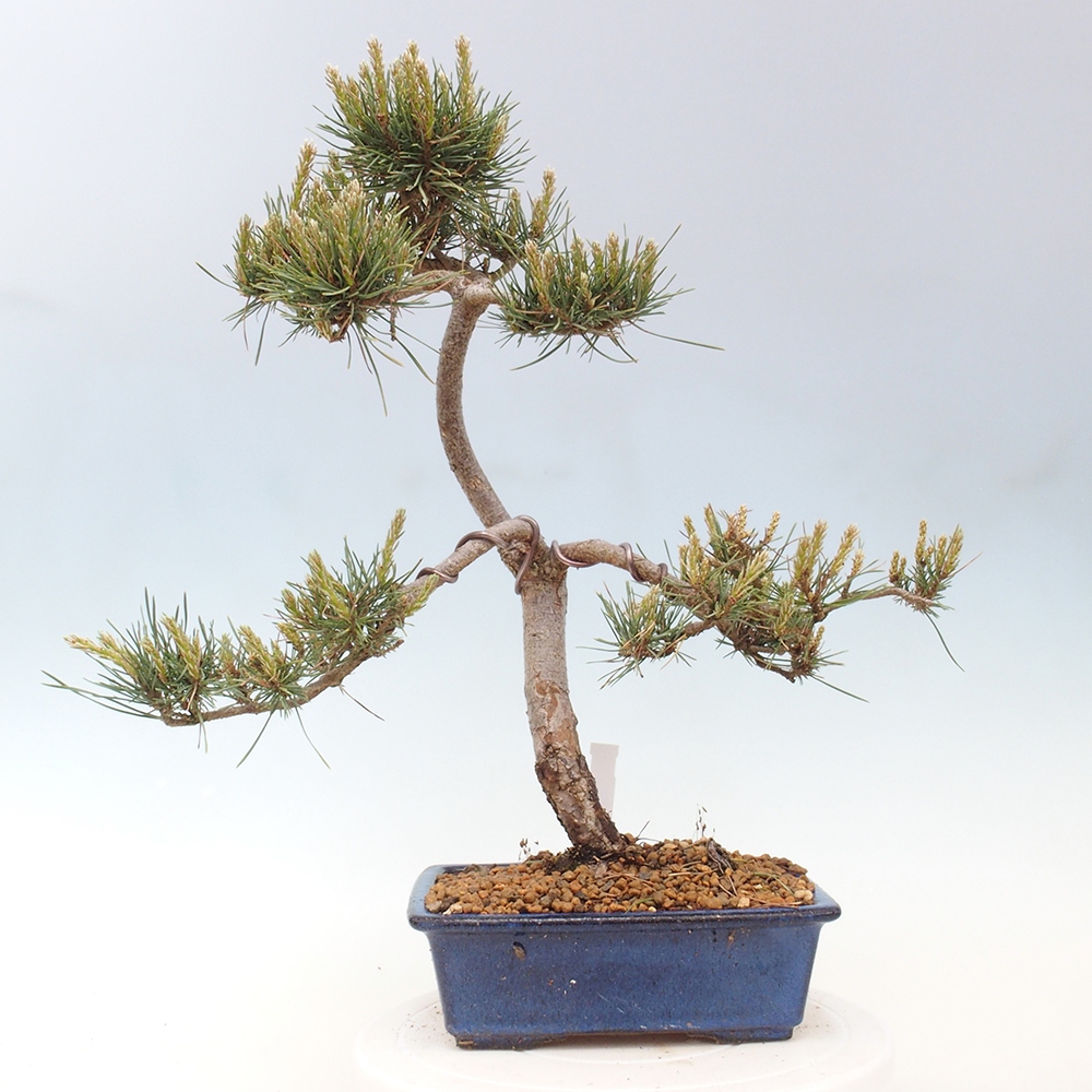 Outdoor bonsai - Pinus Sylvestris - sosna zwyczajna