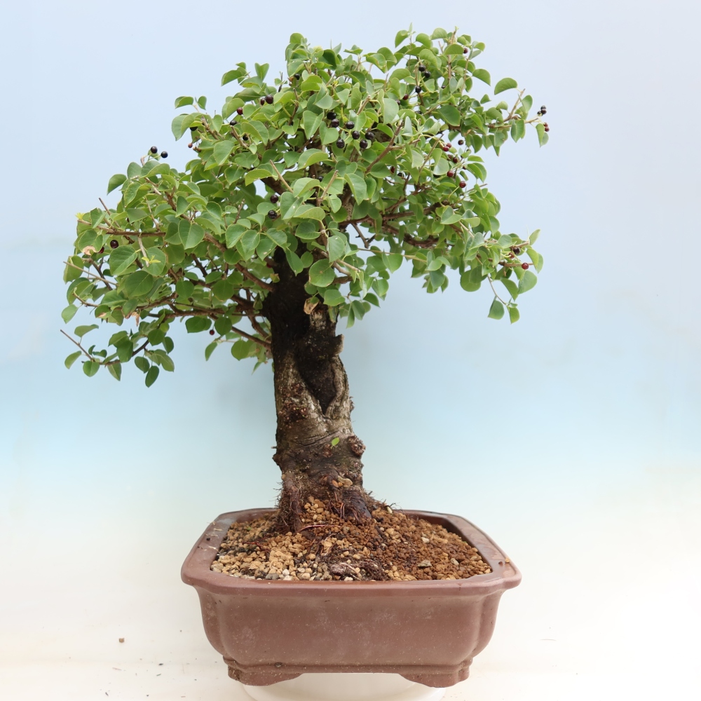 Bonsai ogrodowe – Mahalebka – Prunus mahaleb