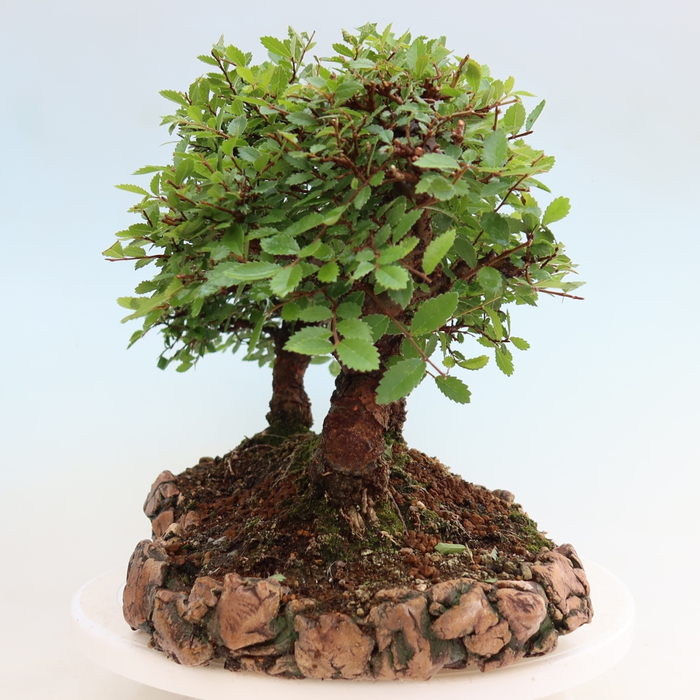 Bonsai ogrodowe – Zelkova – Zelkova NIRE – zagajnik