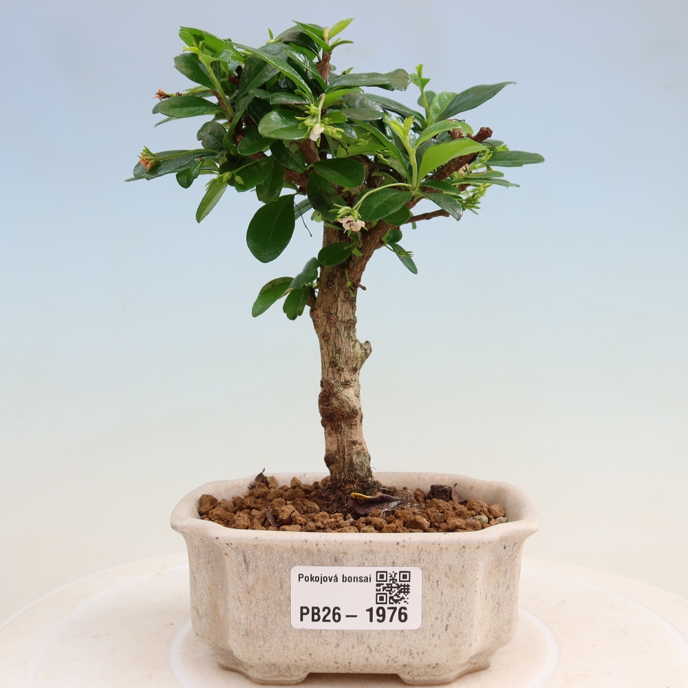 Bonsai pokojowe - Carmona macrophylla - Tea fuki