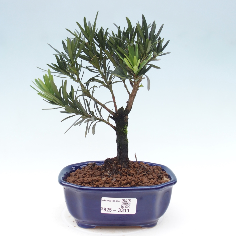 Pokój bonsai - Podocarpus - Kamienny cis