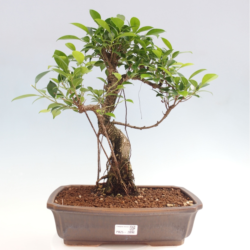 Kryty bonsai - Ficus kimmen - figowiec drobnolistny
