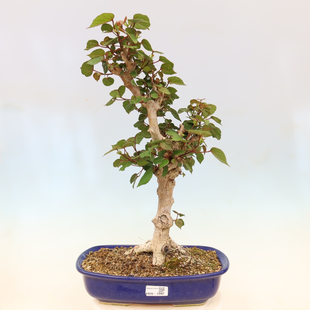 Bonsai domowe - Hibiscus tiliaceus - Hibiskus morski