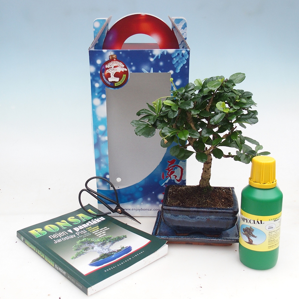 Bonsai pokojowe w pudełku upominkowym Carmona microphylla - Tea fuki