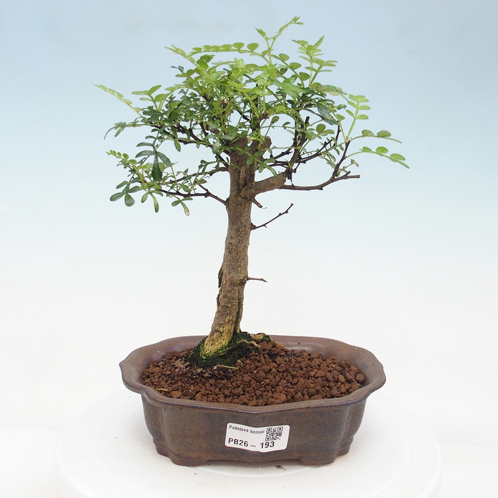 Pokój bonsai - Zantoxylum piperitum - drzewo pieprzowe
