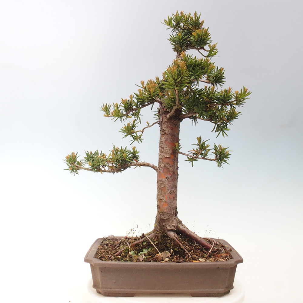 Bonsai na zewnątrz - Taxus cuspidata - cis japoński