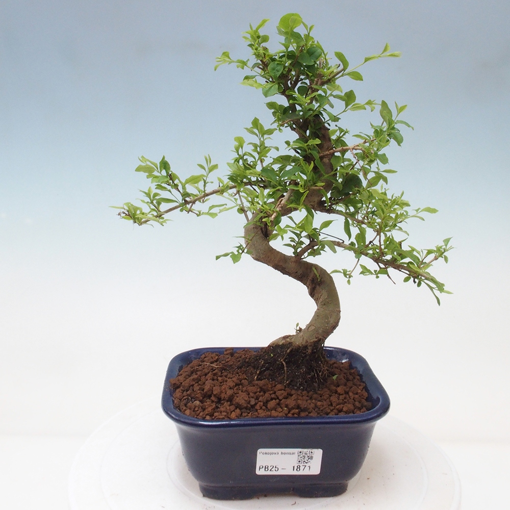 Indoor bonsai -Ligustrum chinensis - dziób ptaka