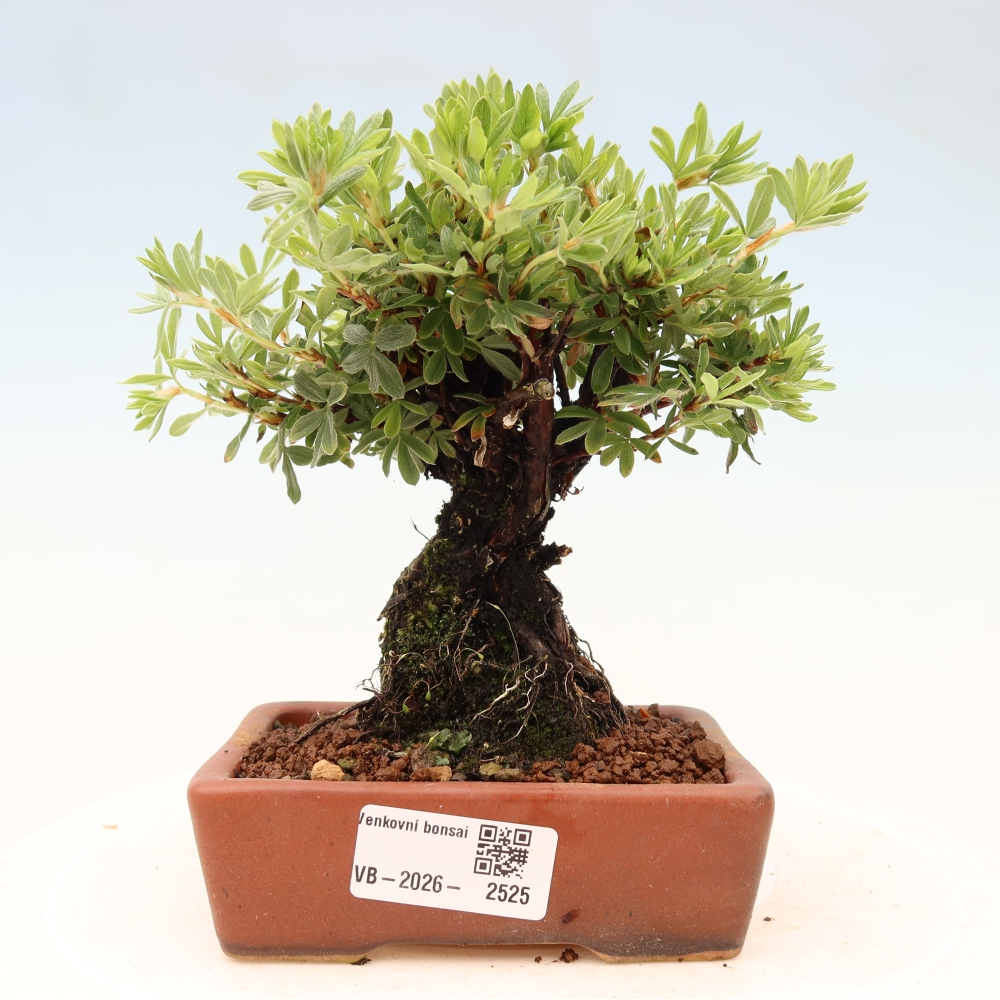 Bonsai zewnętrzne - Potentila fruticosa