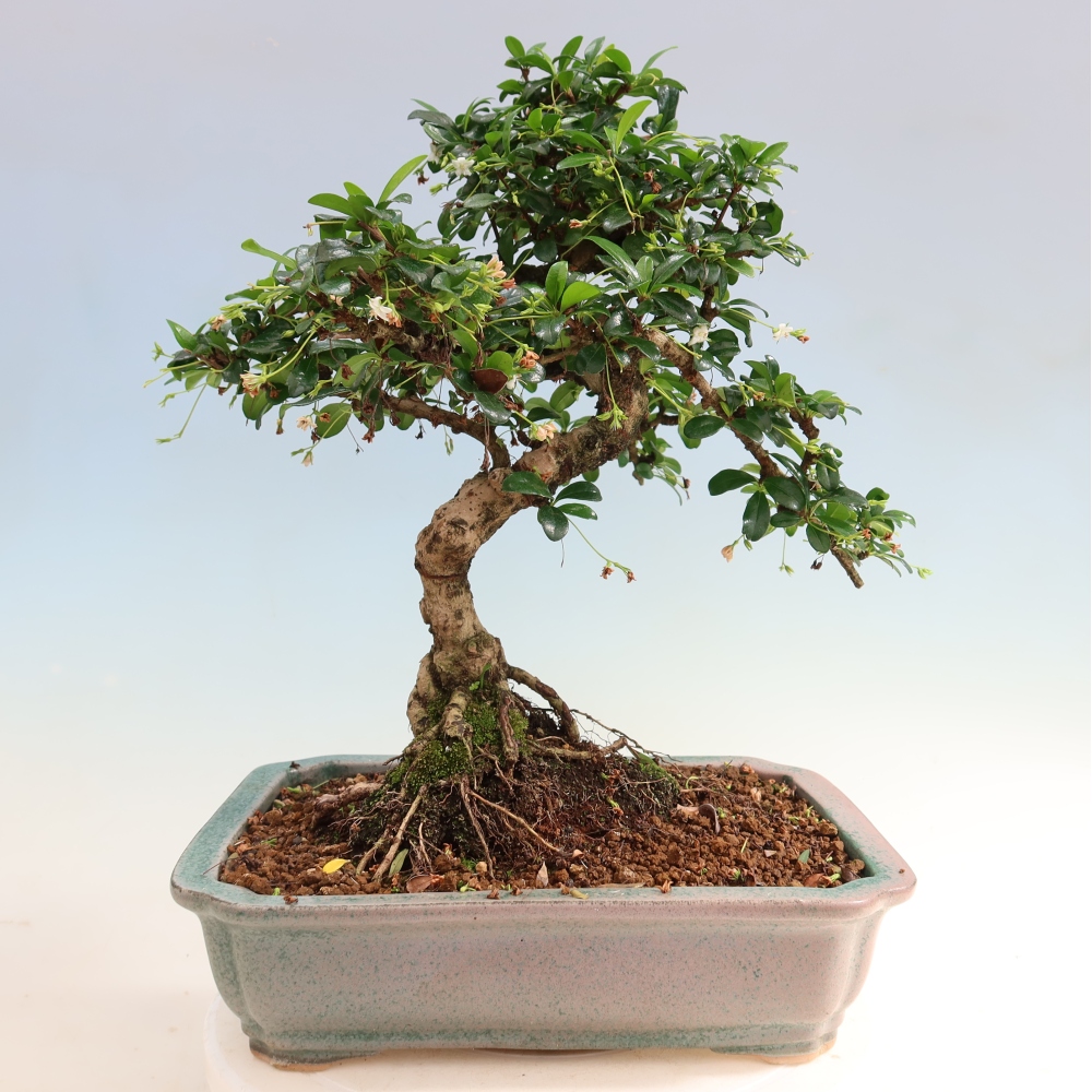 Bonsai pokojowe - Carmona macrophylla - Tea fuki