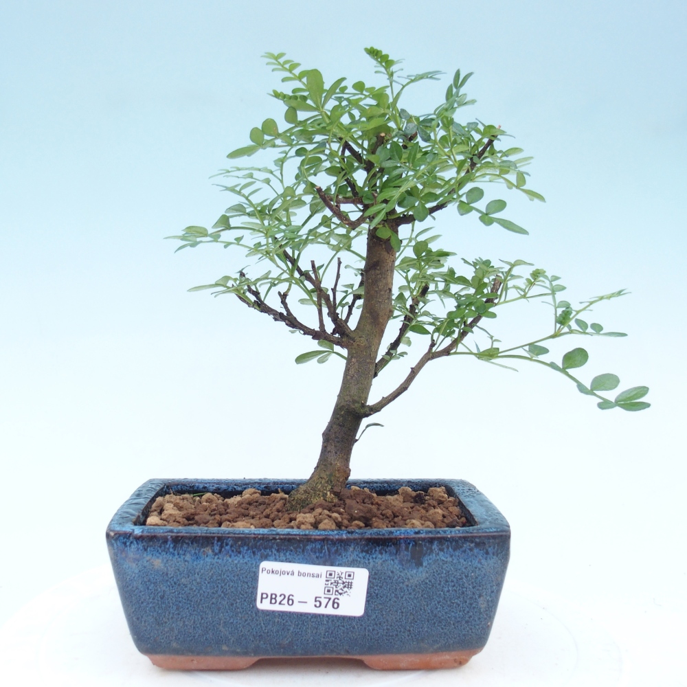 Pokój bonsai - Zantoxylum piperitum - drzewo pieprzowe