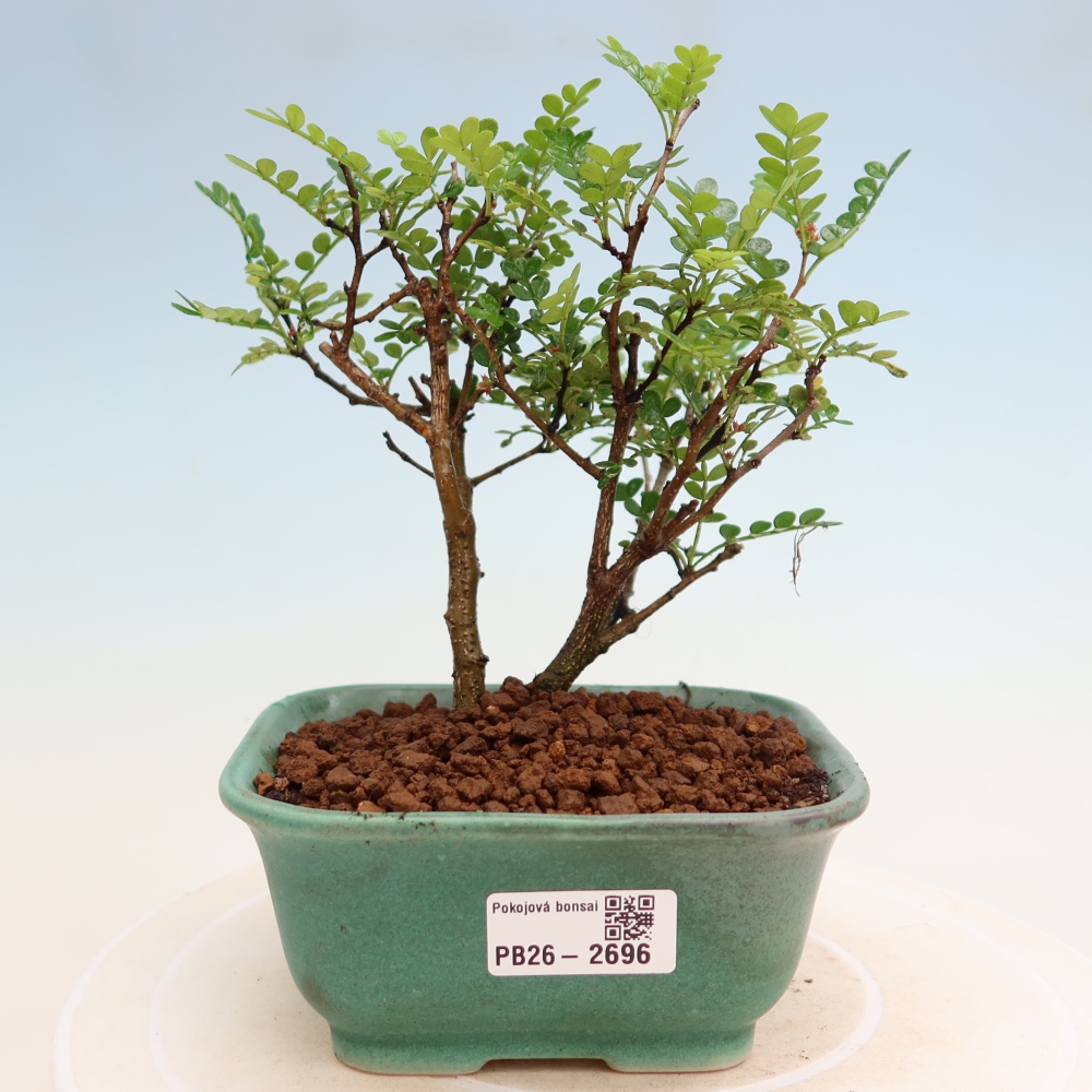 Pokój bonsai - Zantoxylum piperitum - drzewo pieprzowe