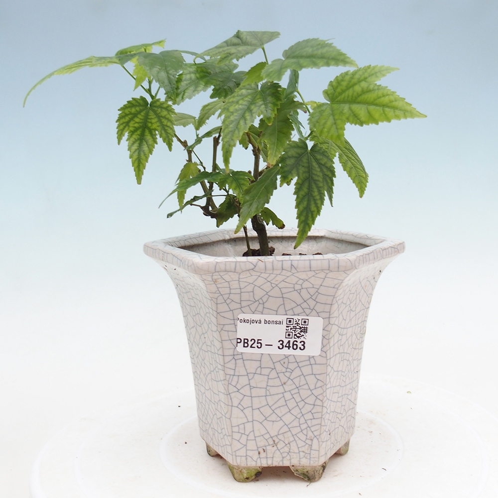 Room bonsai - Abutilon Red Trumpet - Room lime