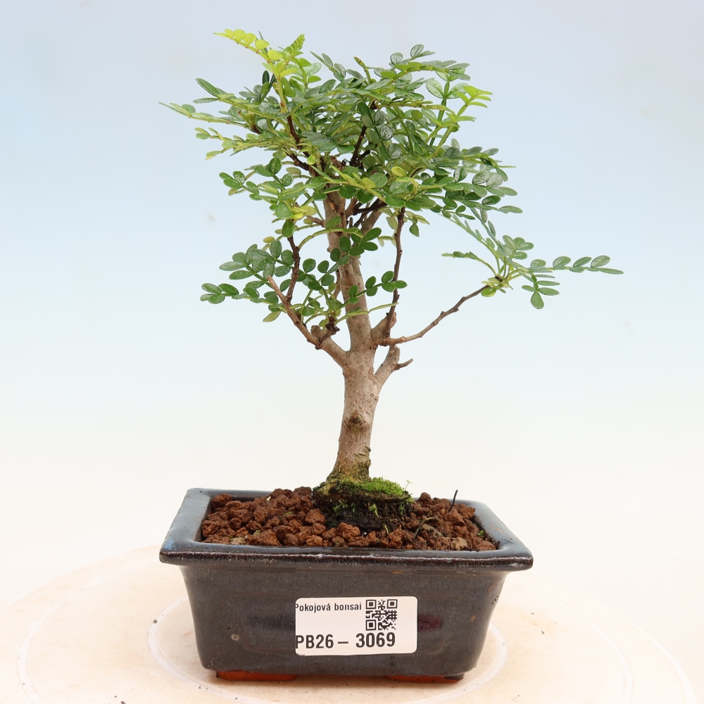 Pokój bonsai - Zantoxylum piperitum - drzewo pieprzowe
